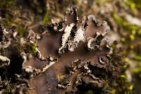 Peltigera collina image