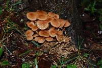 Armillaria tabescens image