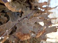 Lobaria pulmonaria image