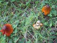 Hygrocybe conica image