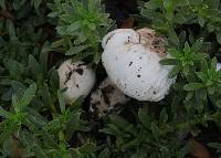 Agaricus xanthodermus image