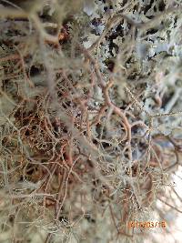 Usnea rubicunda image