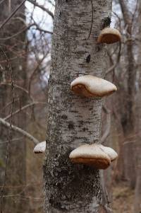 Fomitopsis betulina image