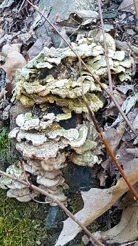 Schizophyllum commune image