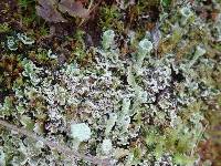 Cladonia chlorophaea image