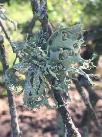 Evernia prunastri image