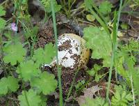 Amanita velosa image