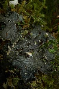 Peltigera dolichorrhiza image