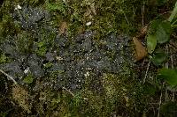 Peltigera dolichorrhiza image