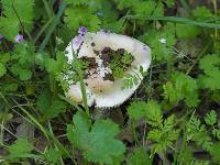 Amanita velosa image