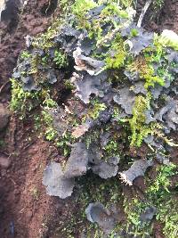 Peltigera collina image