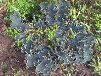 Peltigera collina image