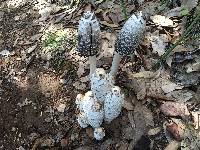 Coprinus comatus image