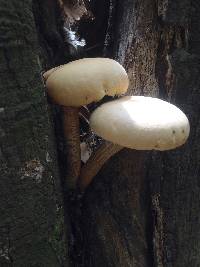 Agrocybe parasitica image