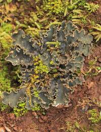 Peltigera collina image