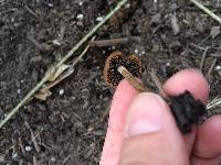 Panaeolus cinctulus image