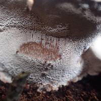 Ganoderma applanatum image