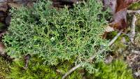 Cladonia furcata image