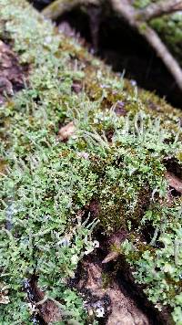 Cladonia coniocraea image