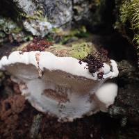 Ganoderma applanatum image