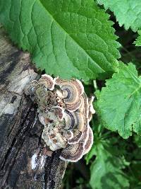 Trametes versicolor image