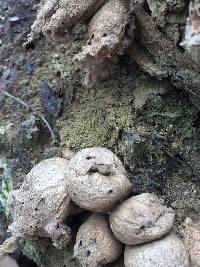 Lycoperdon pyriforme image