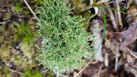 Cladonia furcata image