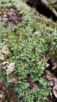 Cladonia coniocraea image