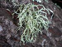 Ramalina farinacea image