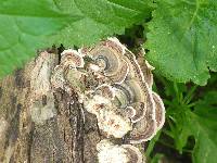 Trametes versicolor image