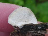 Trametes versicolor image