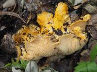 Cantharellus californicus image