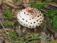 Chlorophyllum brunneum image