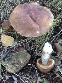 Leccinum scabrum image