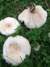 Lactarius pubescens image