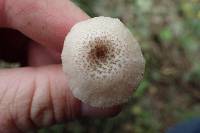 Lentinus tigrinus image