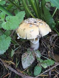 Amanita velosa image