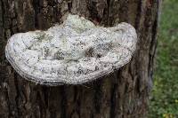 Ganoderma applanatum image