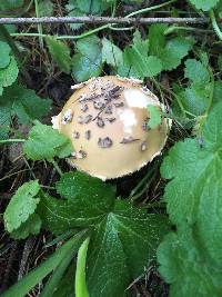 Amanita velosa image