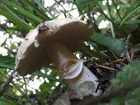 Amanita velosa image