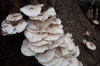 Lentinus tigrinus image