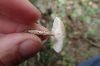 Lentinus tigrinus image