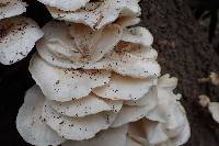 Lentinus tigrinus image