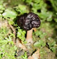 Gyromitra tasmanica image