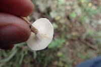 Lentinus tigrinus image