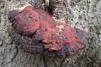 Ganoderma tsugae image