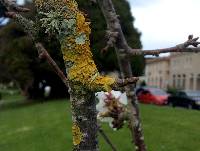 Xanthoria parietina var. parietina image