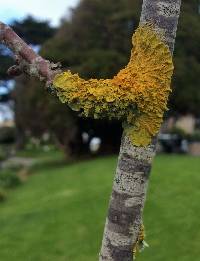 Xanthoria parietina var. parietina image