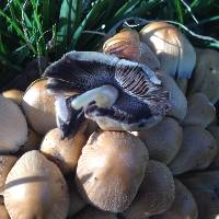 Coprinellus micaceus image