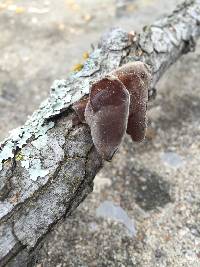 Auricularia auricula-judae image